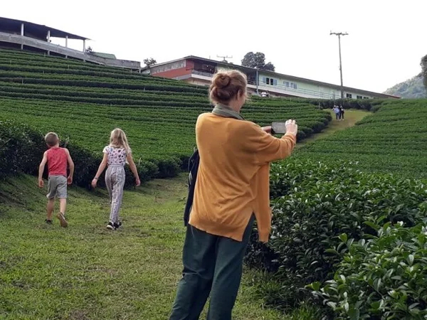 Tea Trip & Golden Triangle