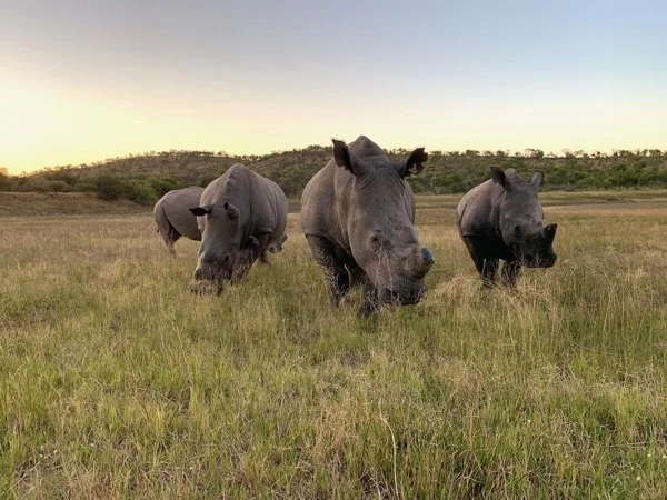 Rhino Encounter from Bulawayo to Matobo National Park