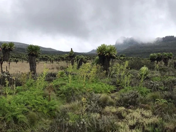 Mount Elgon Scenic Hike and Game Viewing