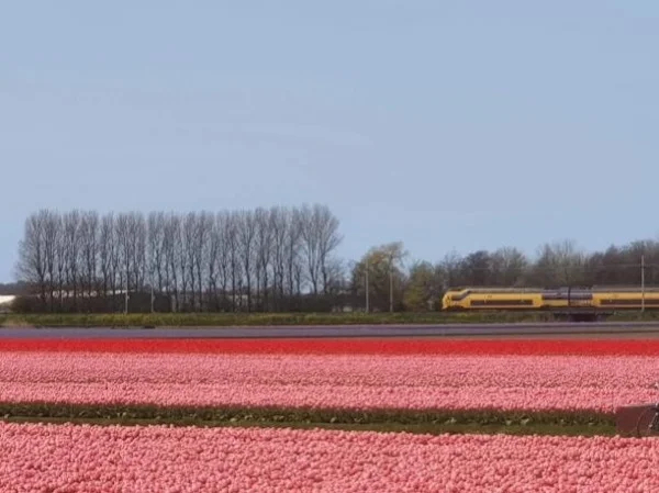 Keukenhof flower exhibition