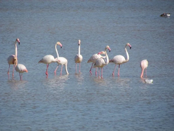 Birdwatching at Lagoa dos Salgados Half Day Tour