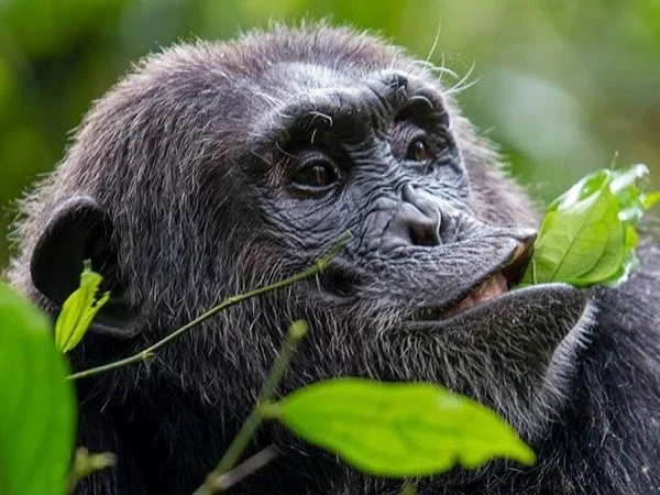 Full Day Tour to Kibale National Park