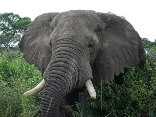 Murchison Falls and Kibale National Park