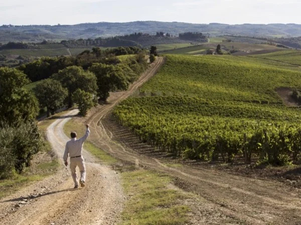 Chianti cheese, wine and olive oil full day tour
