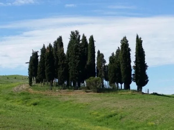 Full day Brunello Grand Tour, featuring great wine and cheese tasting
