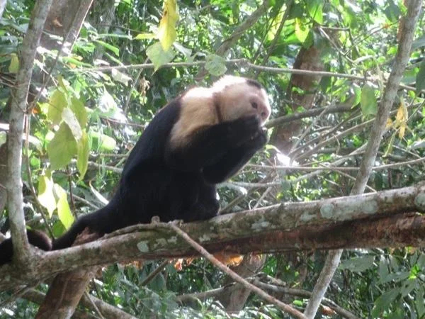 Monkey Island Jungle Boat Tour