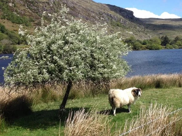 Four Day Private motor tour of Kerry, Cork and Clare in Ireland's south west