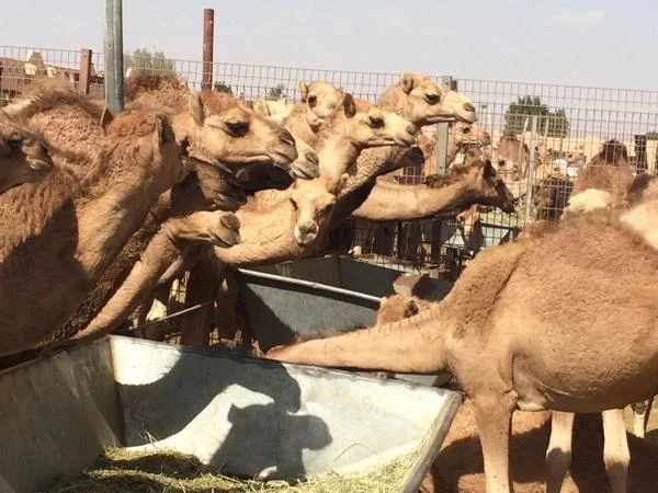Camel Souk Visit - Full day Al ain tour