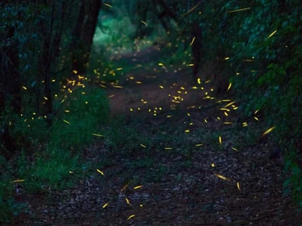 Fireflies Sanctuary an unforgettable encounter with nature