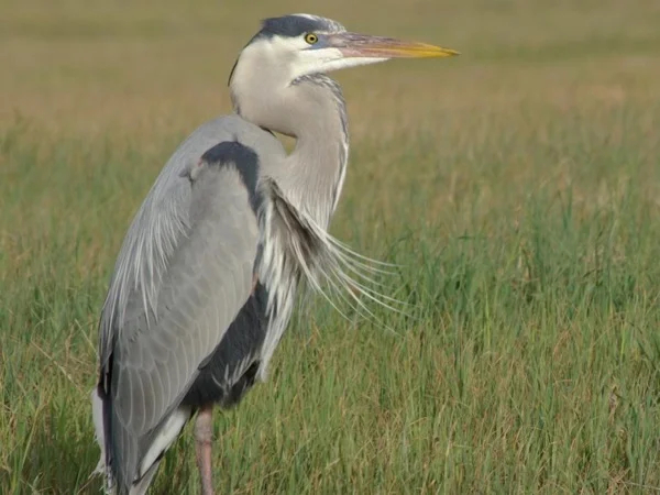 Half Day Ventura Wildlife Walking Tour