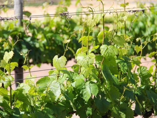 Haifa Coast Wine and Dine and Bahai Gardens