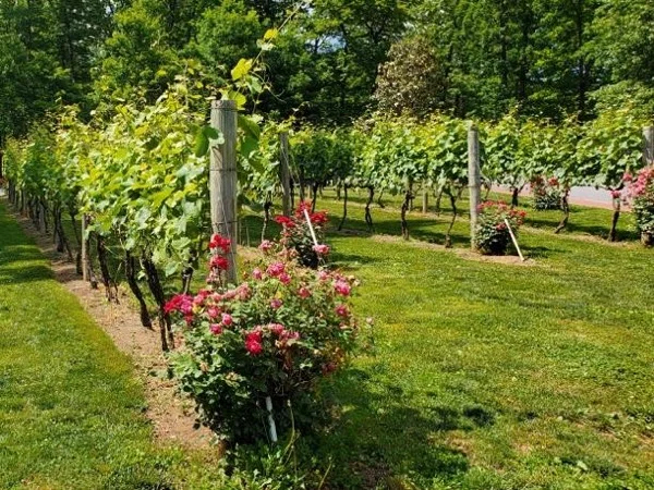 Wine, Women, and Jefferson - Private tour of Women Winemakers in Charlottesville, VA.