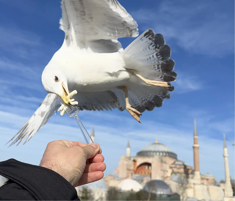 Cover media image