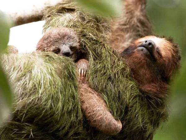 Sloth and Wildlife Tour with Costa Rican Cultural Experience