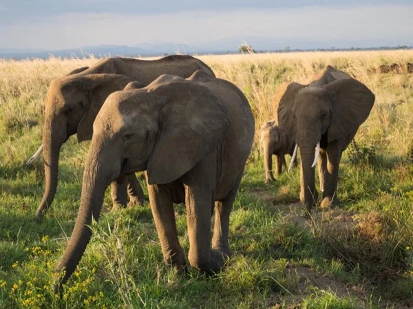 (2 Days) Magnificent Mikumi National Park, Safari Tour from Dar es Salaam