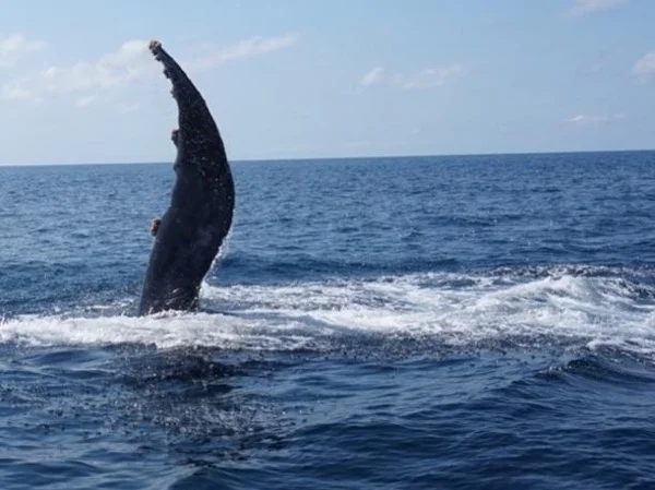 Puerto Vallarta whale watching - Half Day Tour