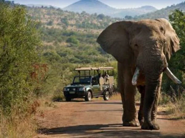 Safari Tour at Pilanesburg National Park