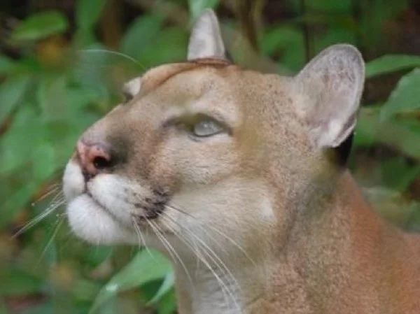 Explore the World's Only Jaguar Preserve - Shore Excursion