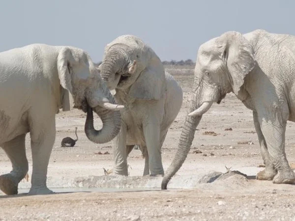 Walvis Bay, Damaraland & Etosha National Park , 5 days Private Tour