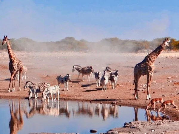 Experience the best of beautiful Namibia on this Safari Tour