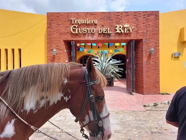 Half Day Puerto Vallarta Tequila Tour