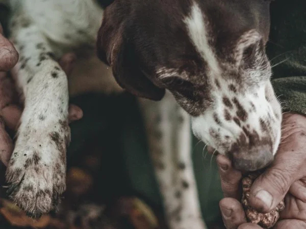The WOW truffle-hunting tour in San Miniato