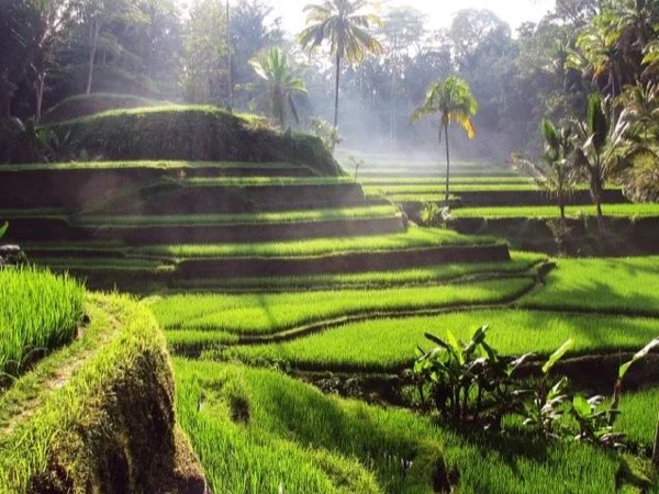 Feel the positive vibration of Ubud energy from its temples and forests