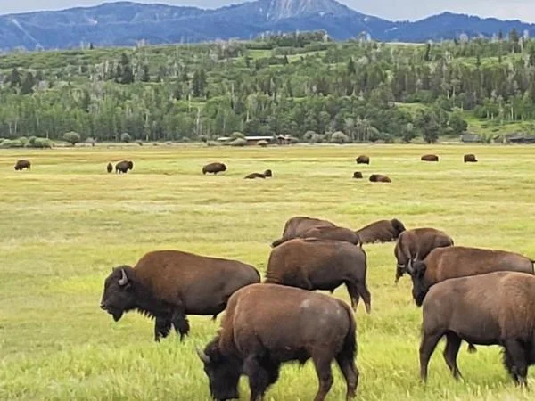 Two Day Yellowstone Grand Loop Adventure