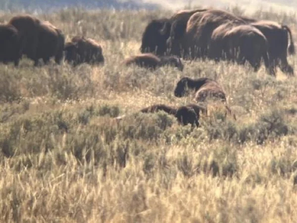 Two Day Yellowstone Grand Loop Adventure for Large Group