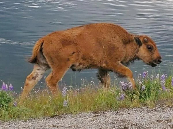 1 day in Grand Teton National Park for large groups