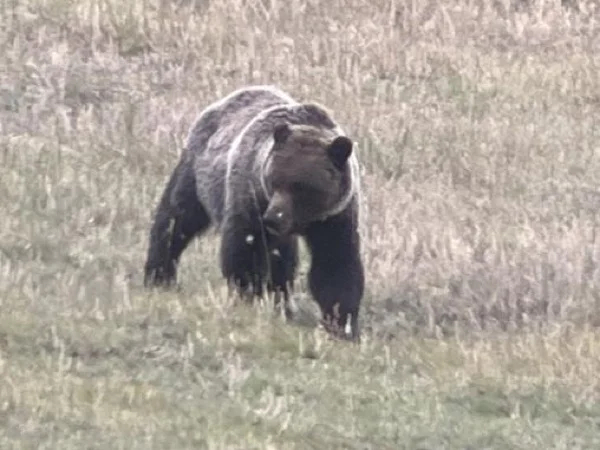 1 day in Yellowstone lower loop for large groups
