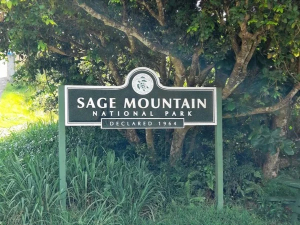 Private Hiking Tour of Sage Mountain National Park on Tortola