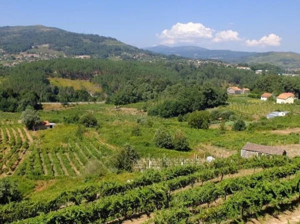 Alvarinho Route - Vinho Verde Private Tour from Portugal