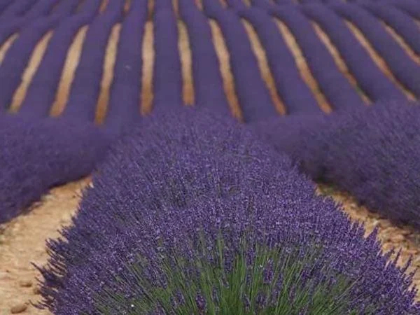Lavender in Luberon Regional Park with a local expert!
