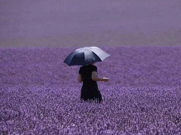 Plateau of Valensole & Lavender - Private tour