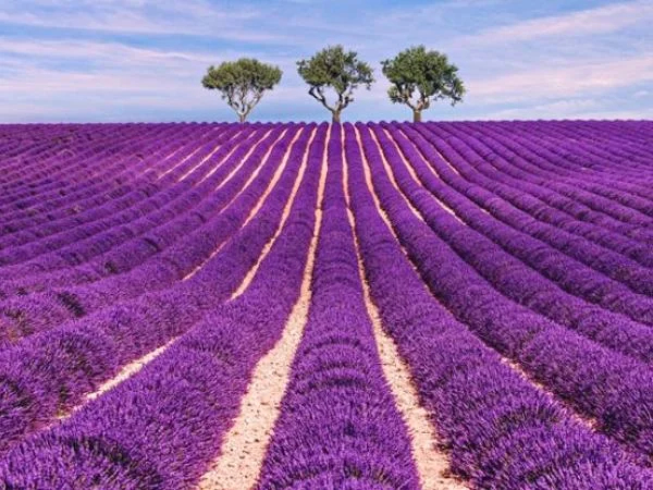 Lavender Fields in Brihuega & Alcalá de Henares