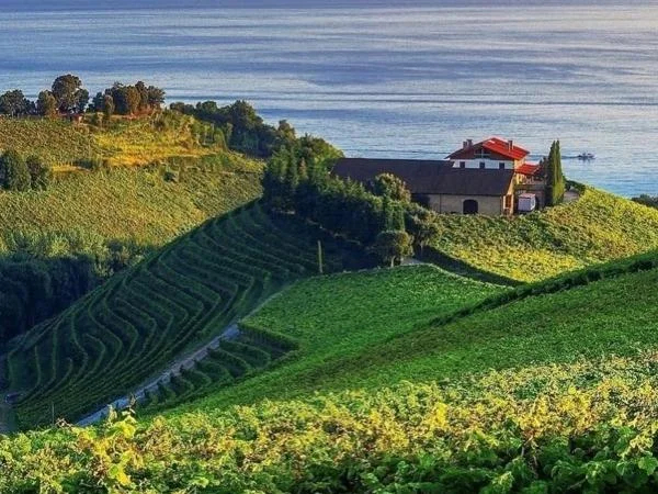 The Basque Roots