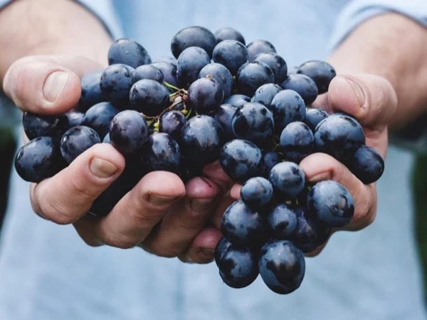 La Rioja Wine Tour - Full Day