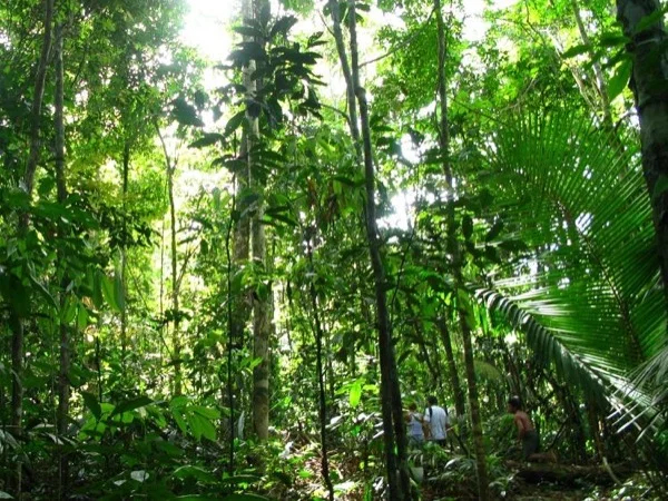National Forest of Tapajós & Belterra, Brazil - Full Day Tour