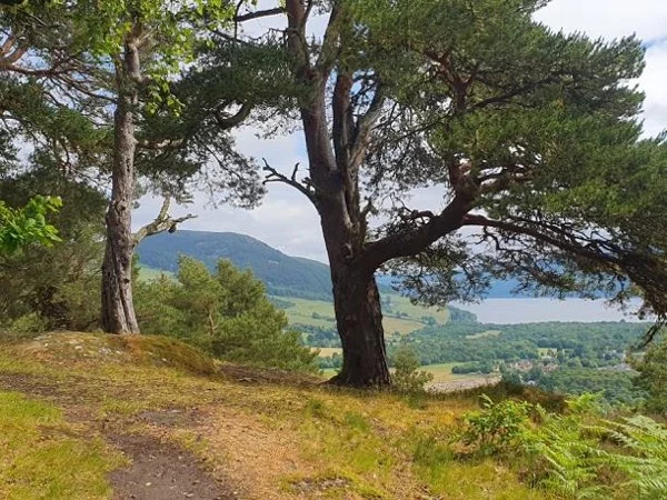 Loch Ness Woods
