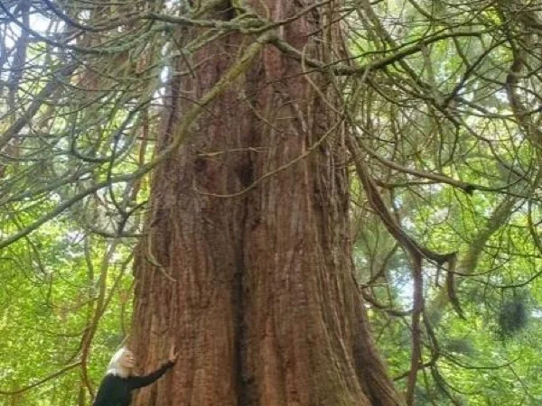Gentle Giants Tree Tour - from the Loch Ness Hub