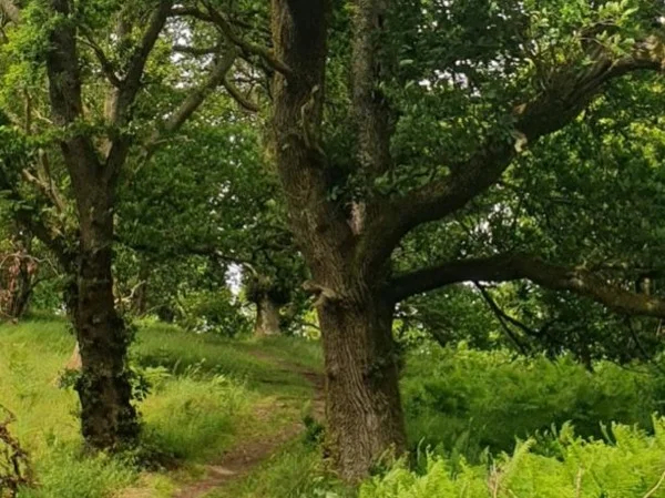 Oakwood Trail - Drumnadrochit Tour from Inverness