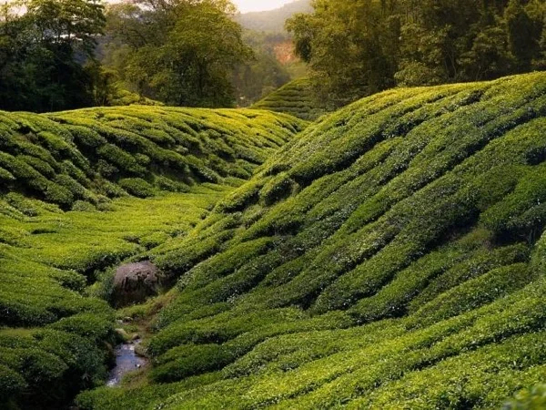 Enjoy beautiful views of Cameron with your local guide
