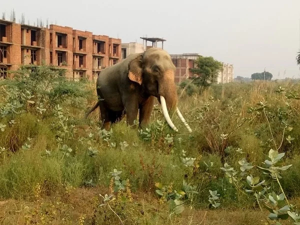 Sunrise Tour Of Tajmahal With Agra Fort With Visit Of Sos Elephant Reserve Centre