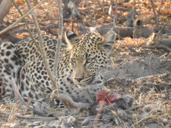 Lets Explore Okavango Delta ,Moremi, Magotho, Savuti and Chobe national park