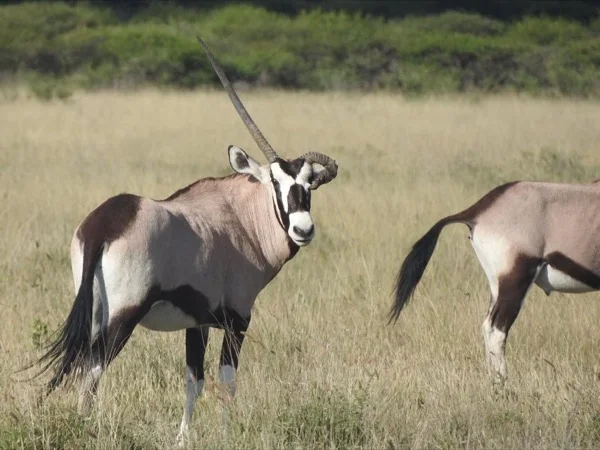 Lets Explore Makgadikgadi Pans and Nxai Pan National park