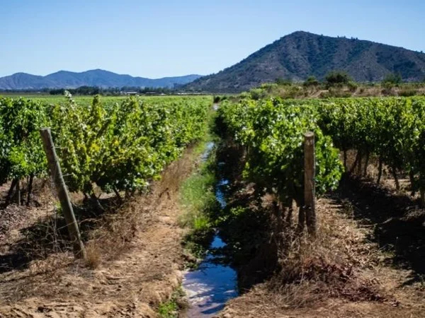 Casablanca Tour uncorked: Exploring the wonders of Chilean wine
