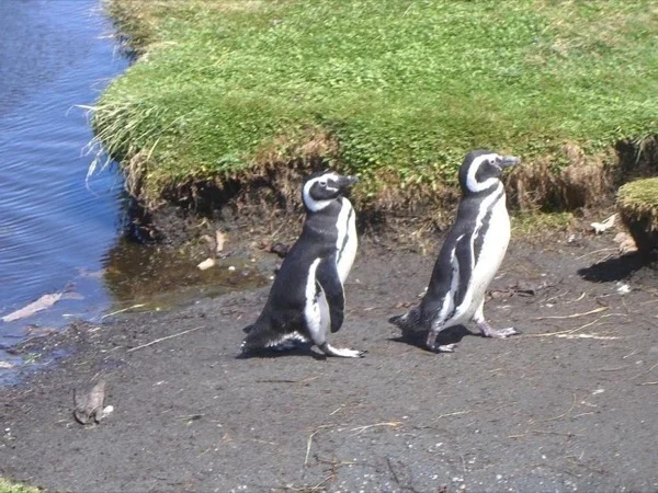 Penguins excursion at National Reserve of Chiloé Island, Patagonia - Chile