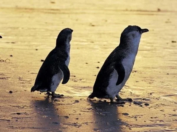 Where To See the Sweetest Penguins!