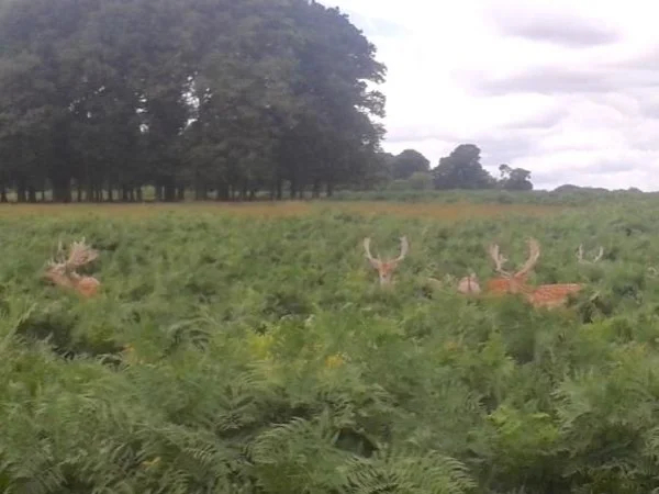 London Royal Deer Park Bike Tour